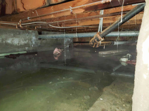 Best Mold removal after water damage  in Westbury, NY